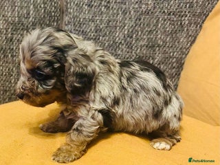 Mixed Breed dogs - Advert 1