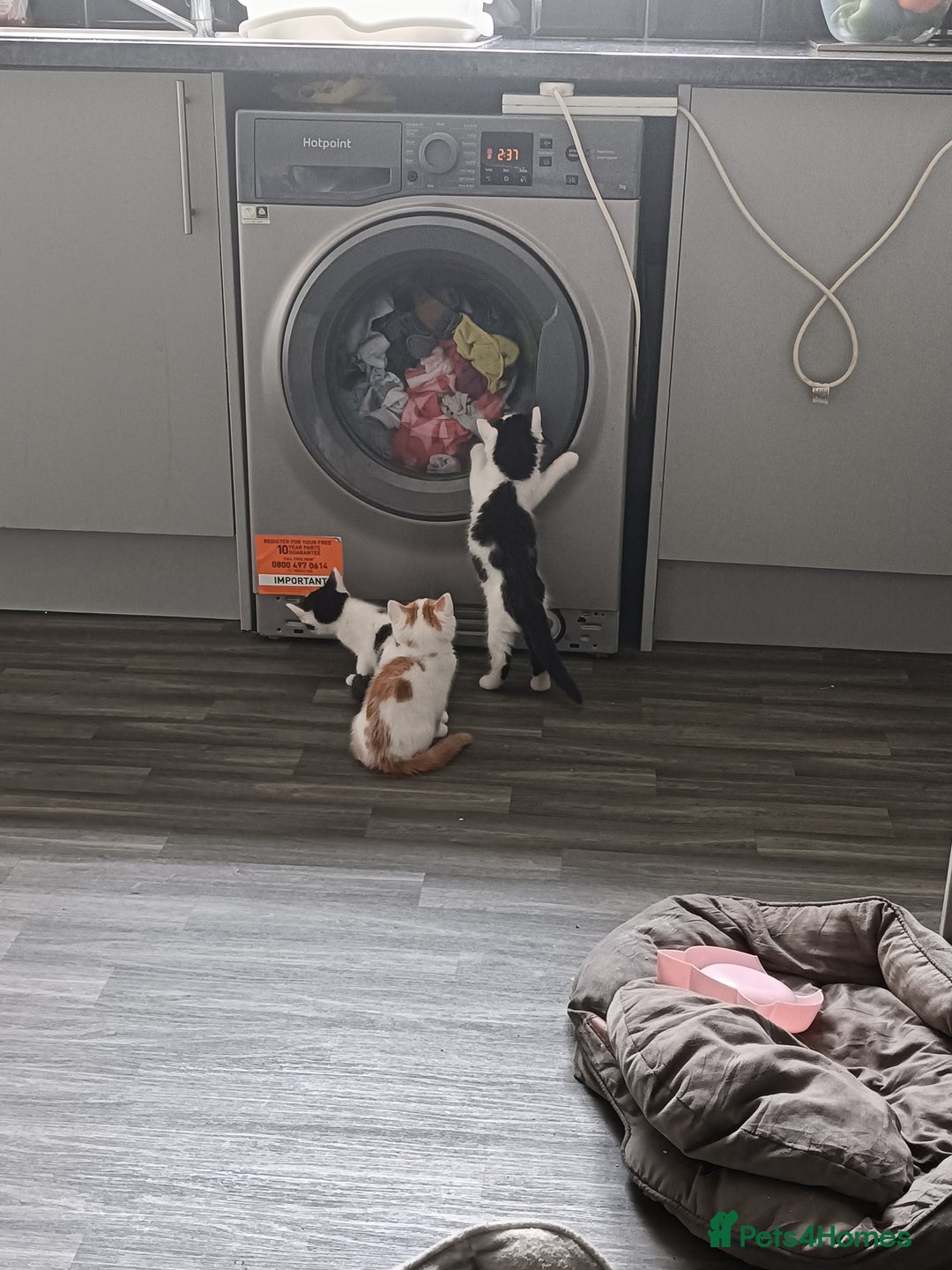 European cats for sale: 3 kittens looking for a home - Image 5