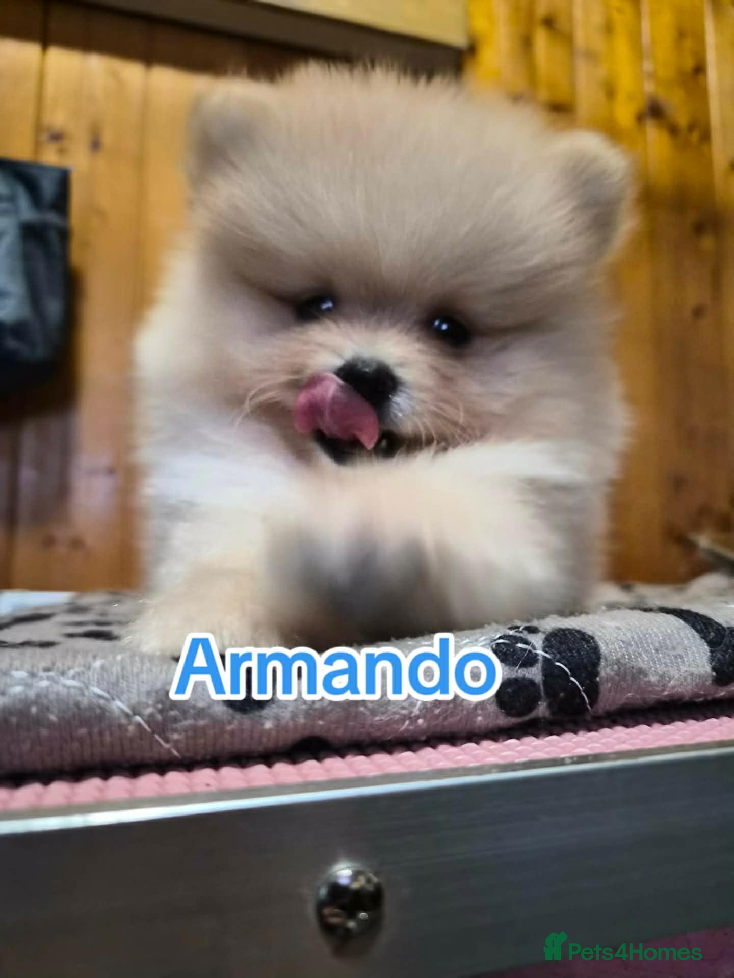 Pomeranian dogs 💝High Quality Korea/ Russia Babies💝 - Advert 10