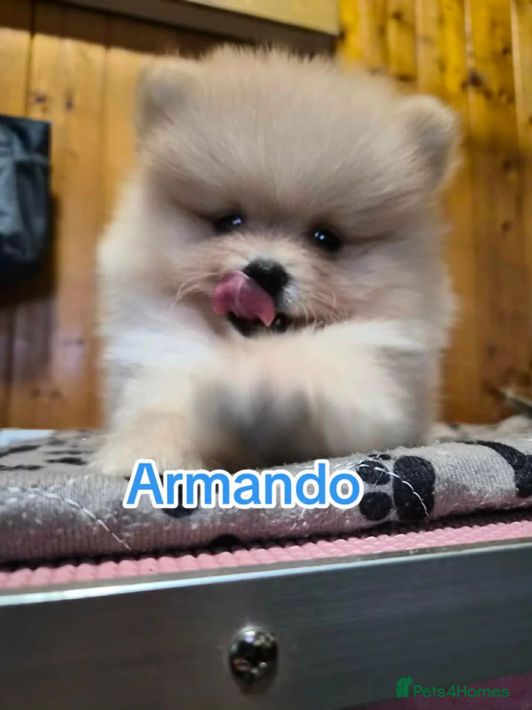 Pomeranian dogs for sale: 💝High Quality Korea/ Russia Babies💝 - Advert 2