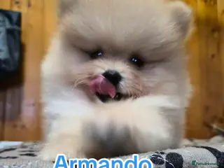 Pomeranian dogs 💝High Quality Korea/ Russia Babies💝 - Advert 9