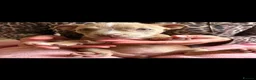 American Bully dogs for sale: Puppies for sale  in Dagenham - Advert 9