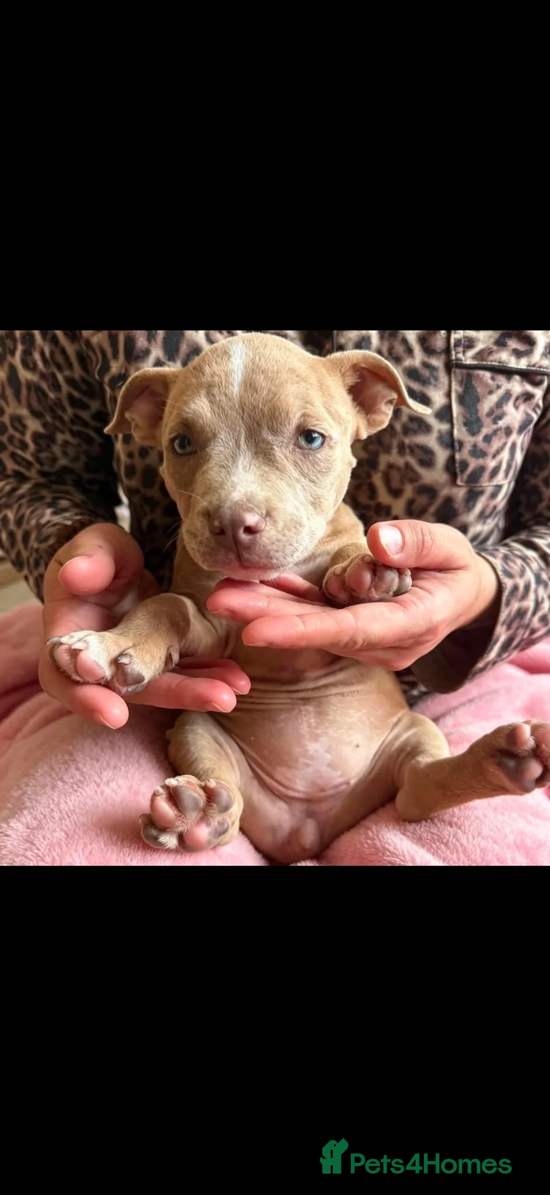 American Bully dogs for sale: Puppies for sale  in Dagenham - Advert 9