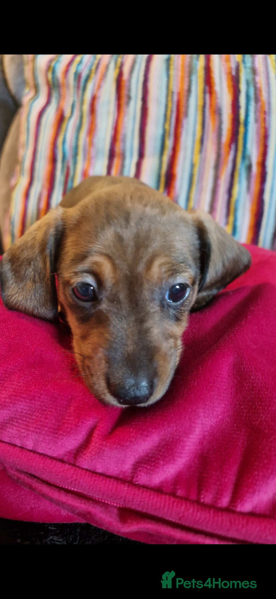 Miniature Dachshund dogs Beautiful miniature dachshund puppies - Advert 1