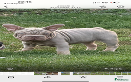French Bulldog dogs for sale: Velvet big rope  new shade for French bulldog  - Image 10