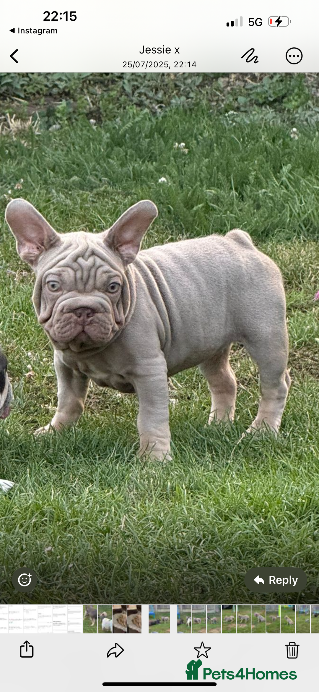 French Bulldog dogs for sale: Velvet big rope  new shade for French bulldog  - Image 10
