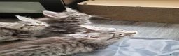 Maine Coon cats for sale: Exceptional GCCF maine coon black silver torbie - Advert 6