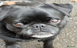 Pug dogs for sale: Beautiful loving Kind Pug. We will travel to you.  - Image 2