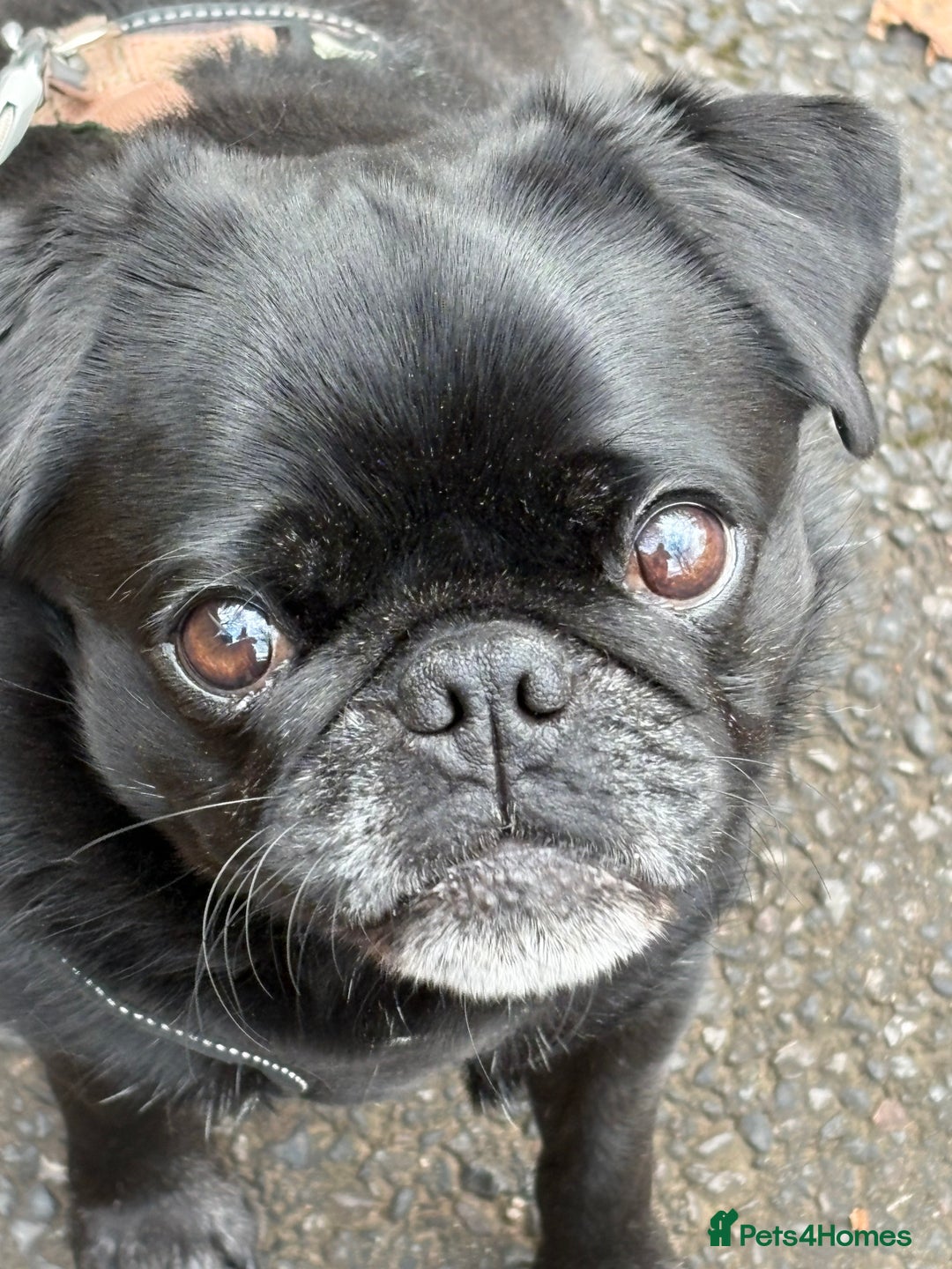 Pug dogs for sale: Beautiful loving Kind Pug. We will travel to you.  - Image 2