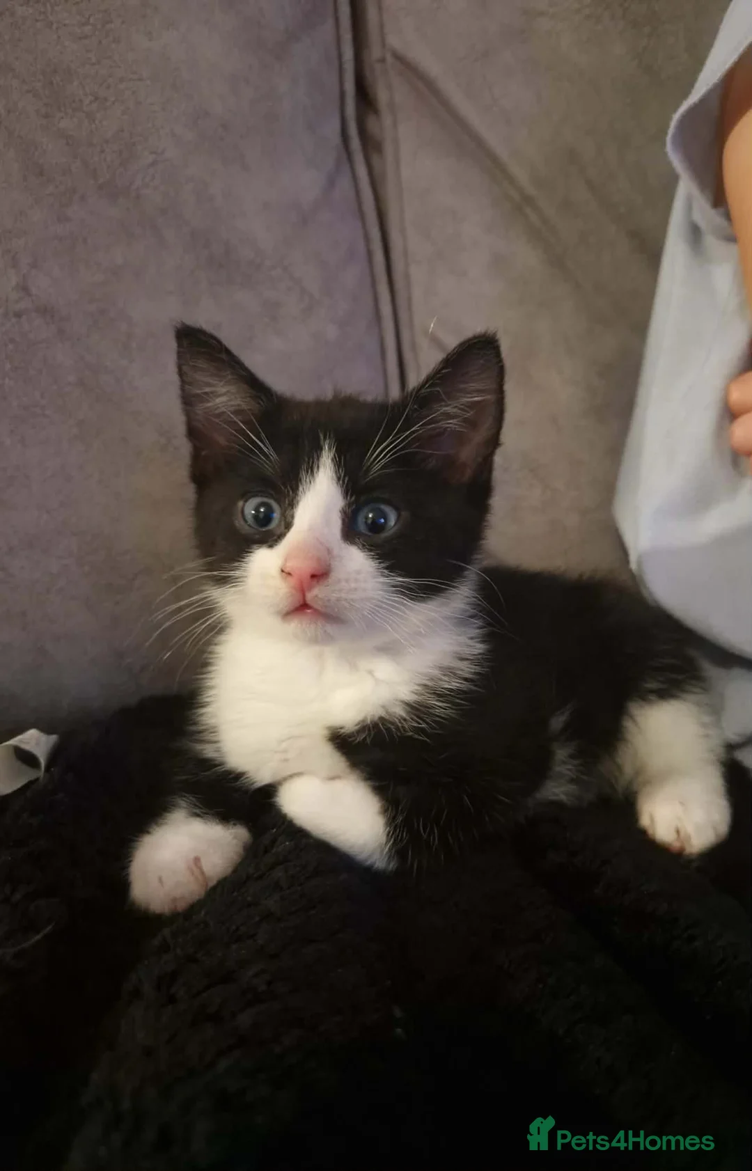 Domestic Shorthair cats for sale: Kitten  in South Shields - Advert 2