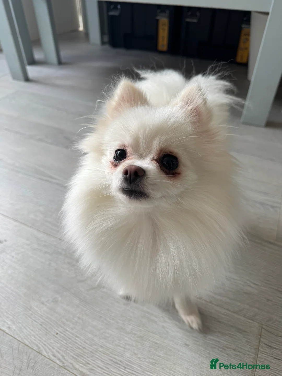 Pomeranian dogs for sale: Female  **  Pomeranian 1 yr old, Pompom in Chesterfield - Advert 1