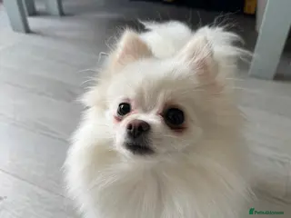 Pomeranian dogs Female Teacup Pomeranian 1 yr old, Pompom in Chesterfield - Advert 3