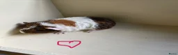 Guinea Pig rodents for sale: Baby Teddy Guinea pigs. Boys & girls  - Advert 1