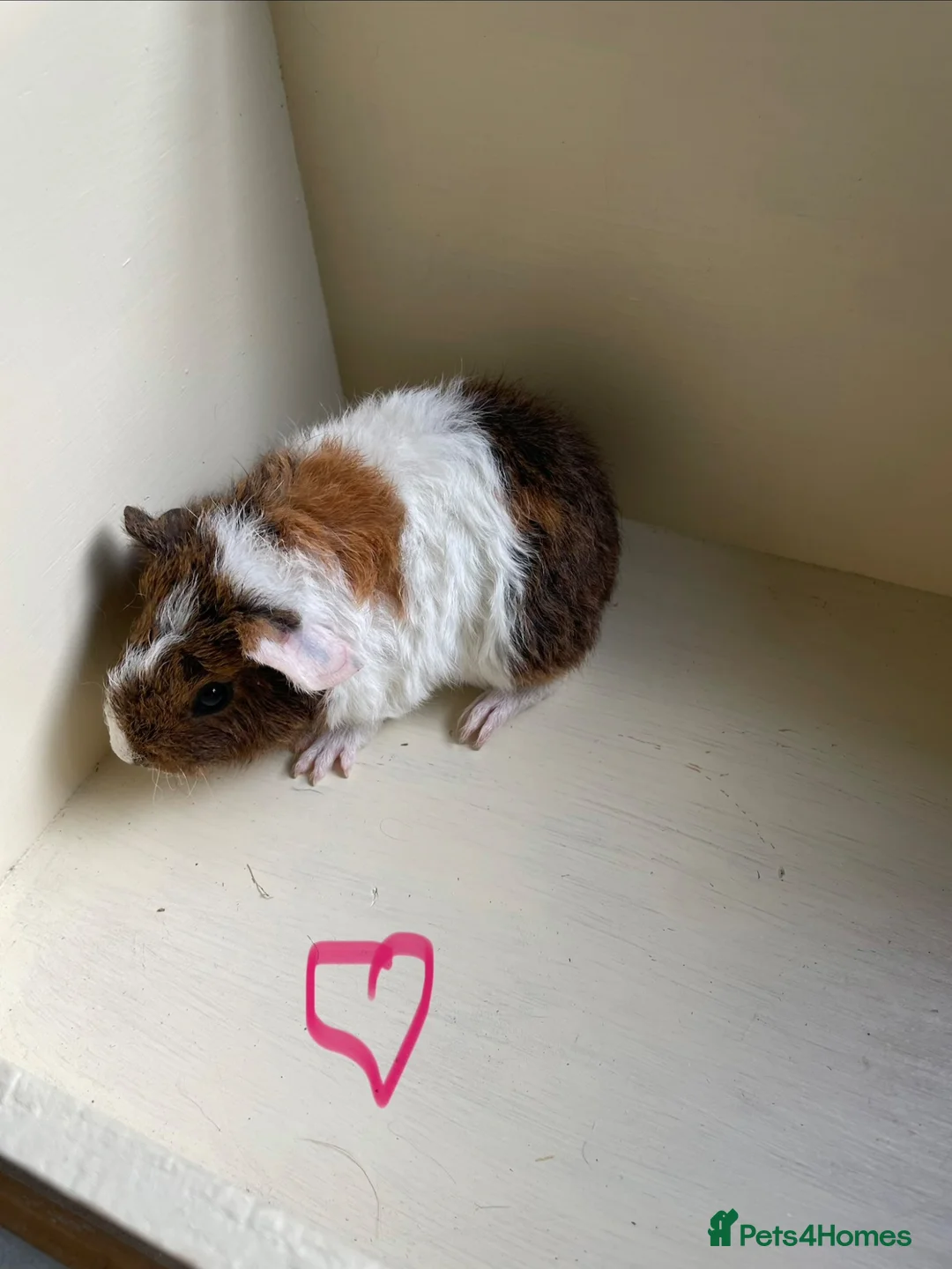 Guinea Pig rodents for sale: Baby Teddy Guinea pigs. Boys & girls  - Advert 1