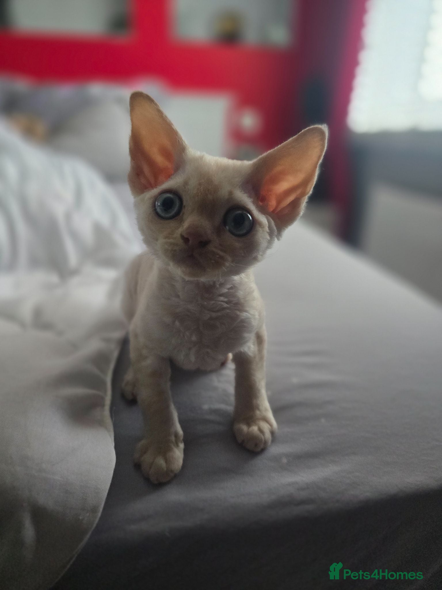 Devon Rex cats Beautiful Devon Rex Boy :) - Advert 1