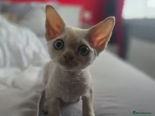 Devon Rex cats Beautiful Devon Rex Boy :) - Advert 6