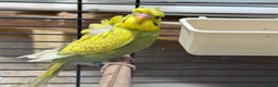 Budgerigars birds for sale: Helicopter Budgies for sale  - Advert 10