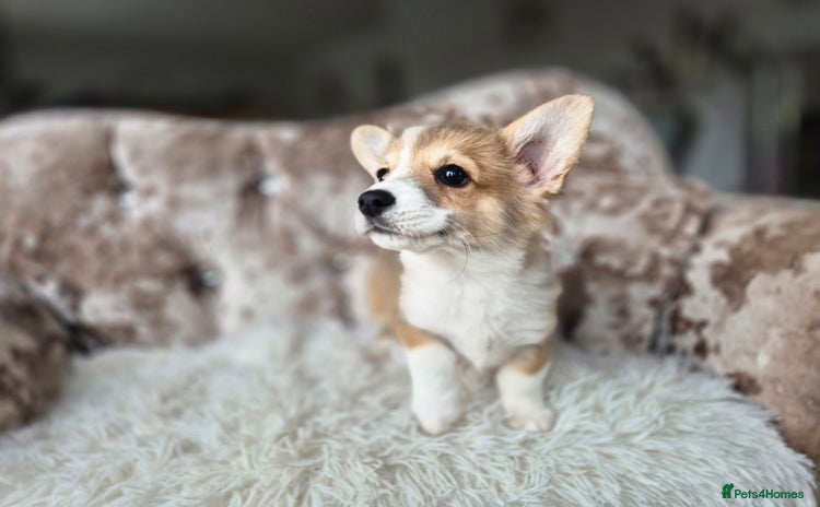 Welsh Corgi Pembroke dogs - Advert 1