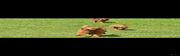 Golden Retriever dogs for sale: Golden retriever female - Advert 12