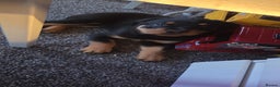 Rottweiler dogs for sale: Indie & dozer puppies  - Advert 5