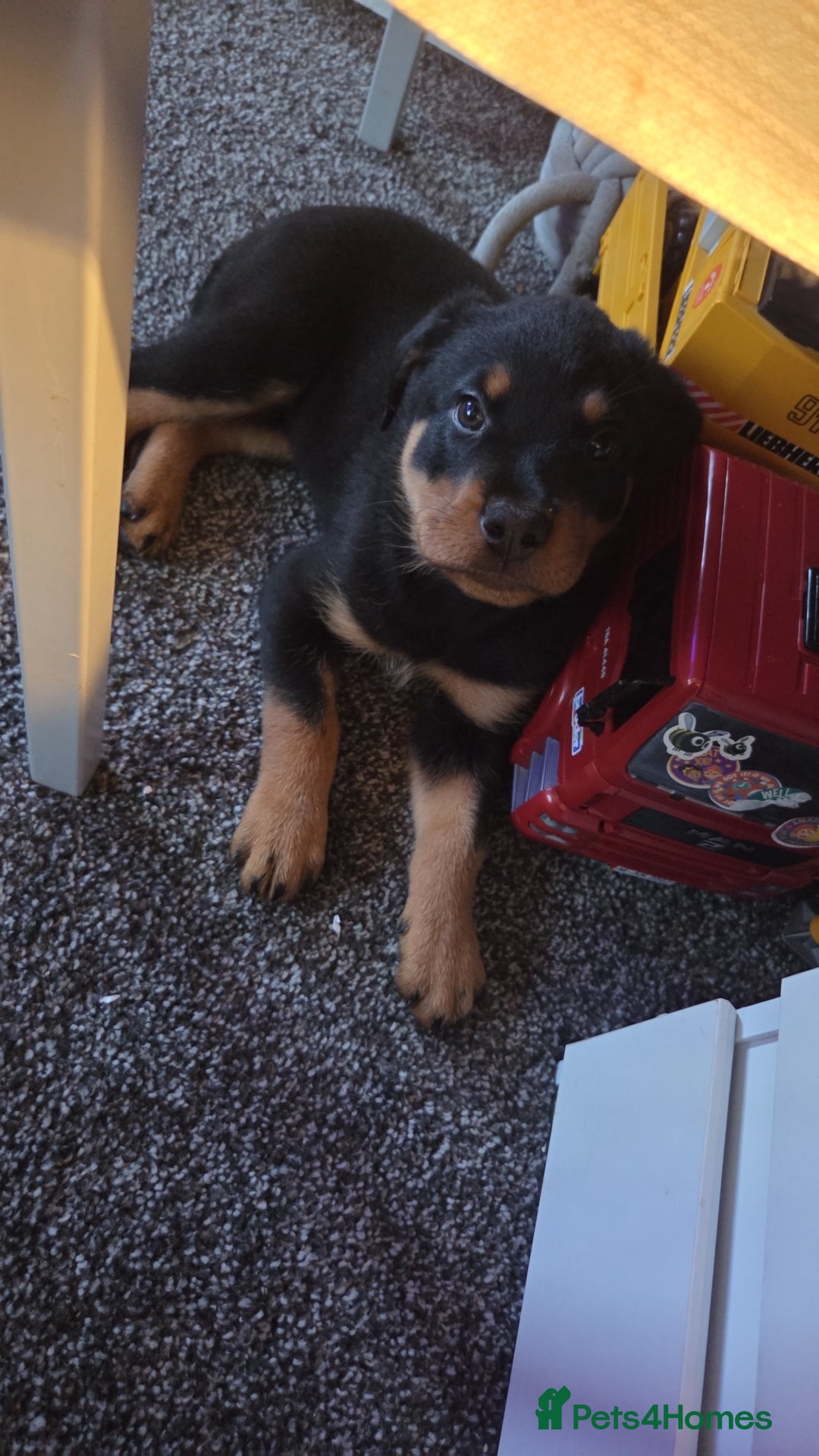 Rottweiler dogs for sale: Indie & dozer puppies  - Advert 5