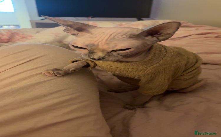 Sphynx cats - Advert 9
