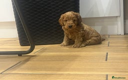 Cockapoo dogs for sale: Ready Monday 2 Cockapoo females  - Advert 37