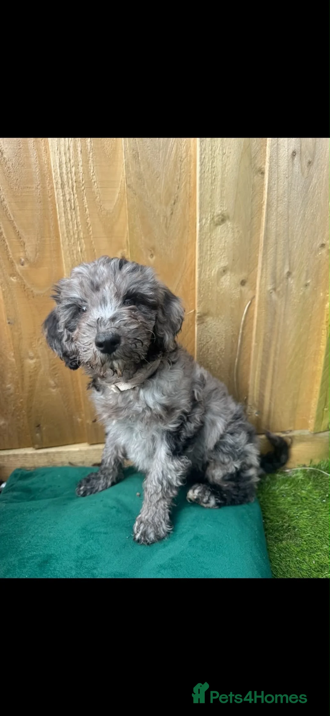 Cavapoo dogs for sale: Lovely Merle Cavapoo in Pontypridd - Advert 4