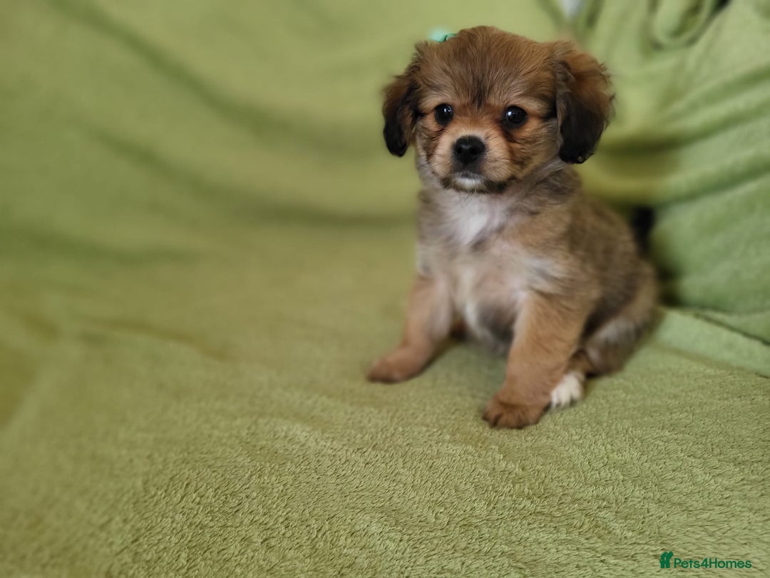 Mixed Breed dogs for sale: Cavapom - Advert 5