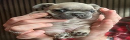 French Bulldog dogs for sale: French Bulldog Puppies for sale - Advert 4