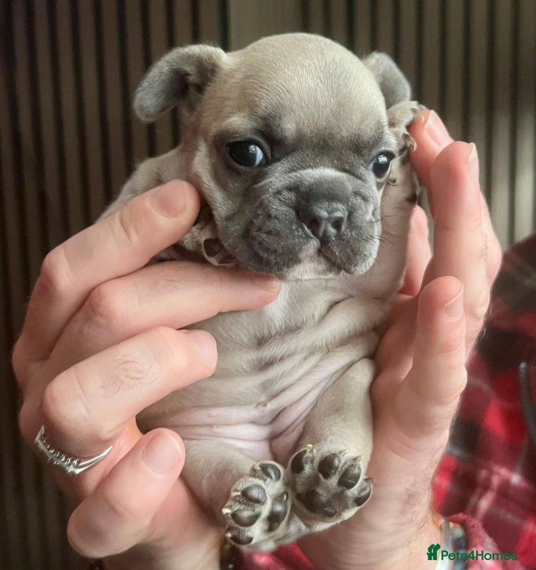 French Bulldog dogs for sale: French Bulldog Puppies for sale - Advert 4