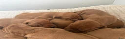 Hungarian Vizsla dogs for sale: KC Registered Hungarian Vizsla Puppies - Advert 2