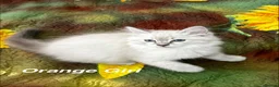 Siberian cats for sale: ❤️6 Beautiful Neva Masquerade x Ragdoll Kittens ❤️ - Advert 38