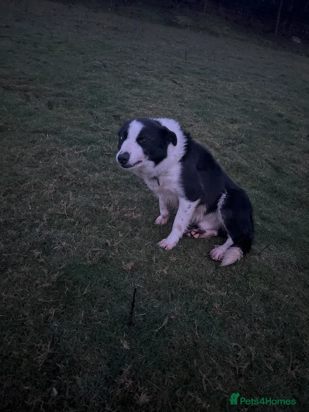 Border Collie dogs for sale: Male border collie called Dan  - Advert 1
