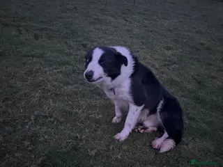 Border Collie dogs Male border collie called Dan - Advert 1