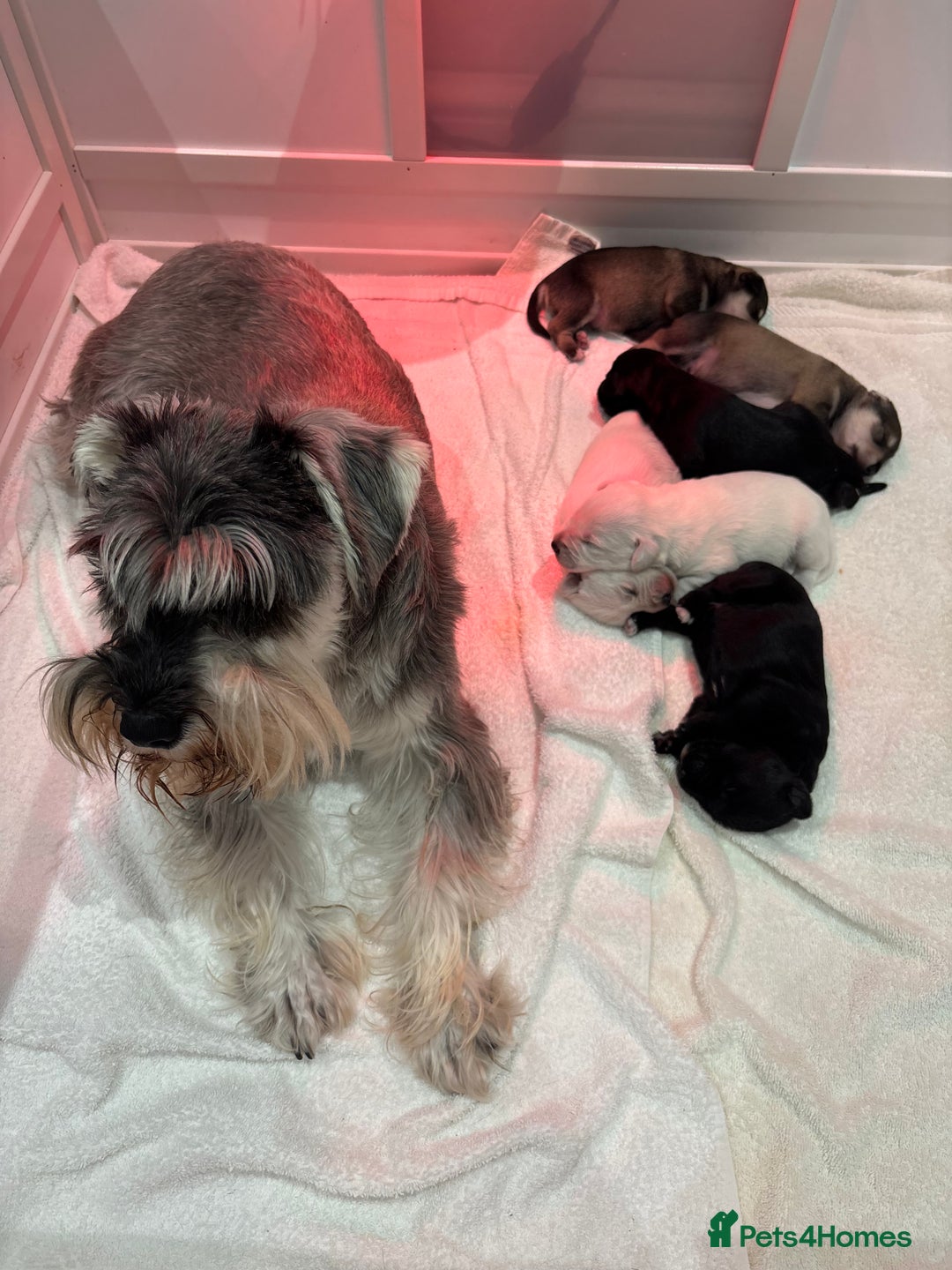 Miniature Schnauzer dogs for sale: Adorable Miniature Schnauzer Puppies KC Reg - Image 1