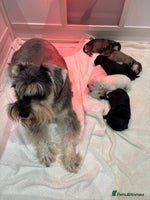 Miniature Schnauzer dogs - Advert 7