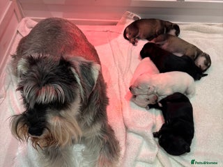 Miniature Schnauzer dogs for sale - Advert 1