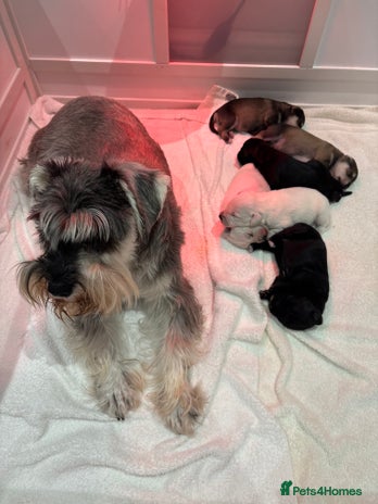 Miniature Schnauzer dogs - Advert 1