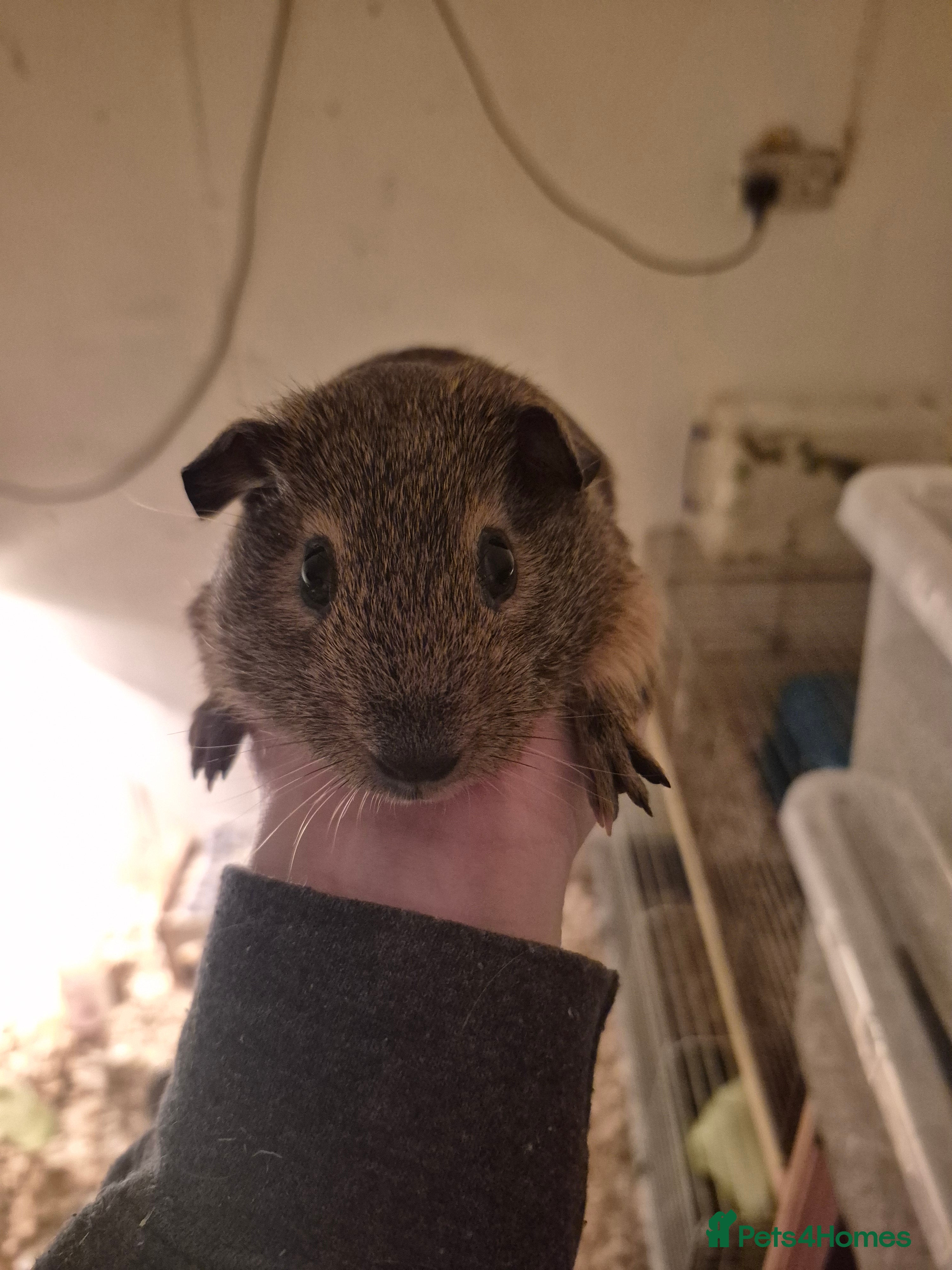 Guinea Pig rodents Mixed piggies for sale  - Advert 19
