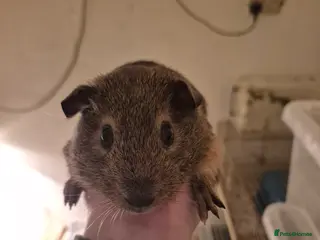 Guinea Pig rodents Mixed piggies for sale - Advert 19