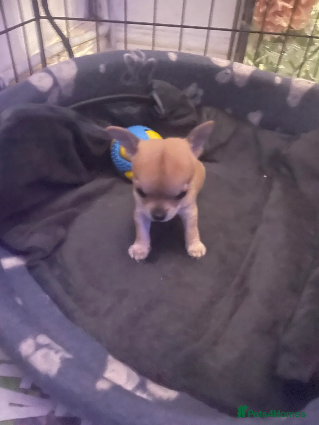 Chihuahua dogs for sale: Chihuahua puppy  - Advert 6