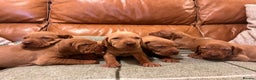 Hungarian Vizsla dogs for sale: Stunning Vizsla Puppies  - Advert 7