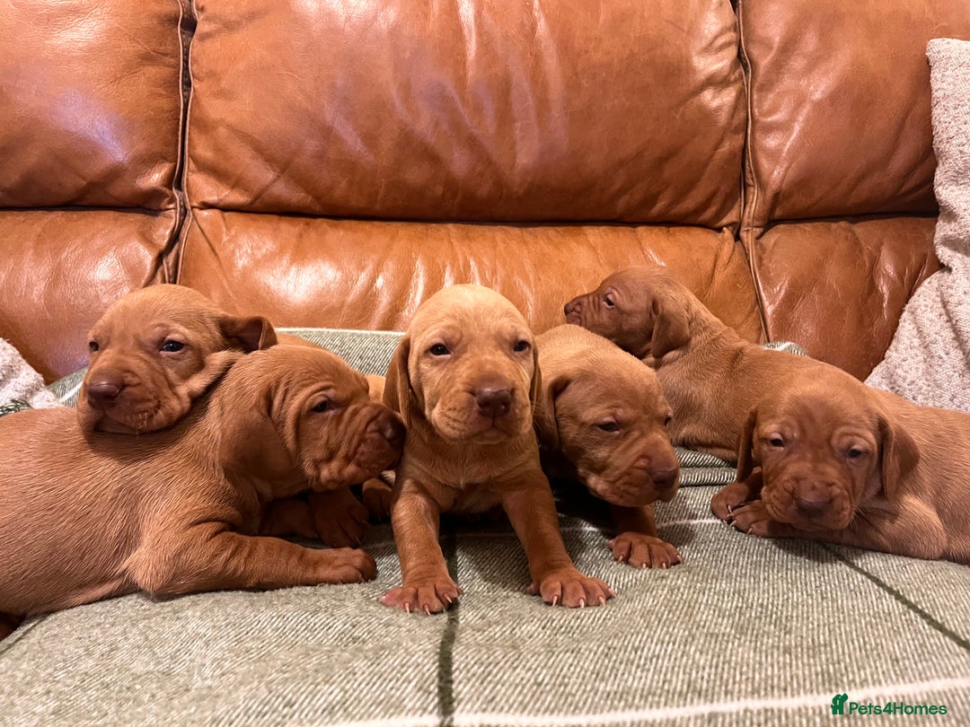 Hungarian Vizsla dogs for sale: Stunning Vizsla Puppies  - Advert 7