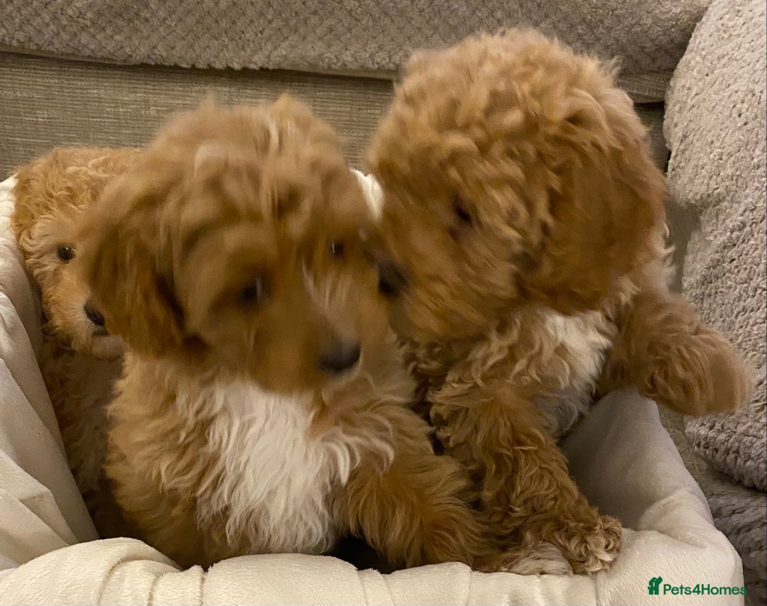 Cavapoo dogs for sale: RED & WHITE CAVAPOO PUPPIES TOP QUALITY BREEDER - Advert 4