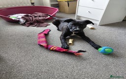 Staffordshire Bull Terrier dogs for sale: Staffordshire bull terrier - Image 1