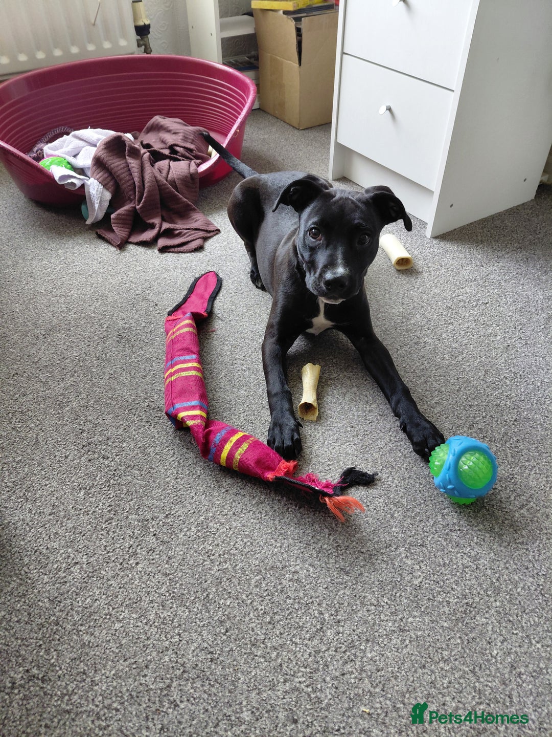 Staffordshire Bull Terrier dogs for sale: Staffordshire bull terrier - Image 1