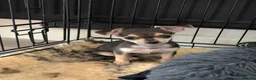 Chihuahua dogs for sale: Chihauhau puppies - Advert 2