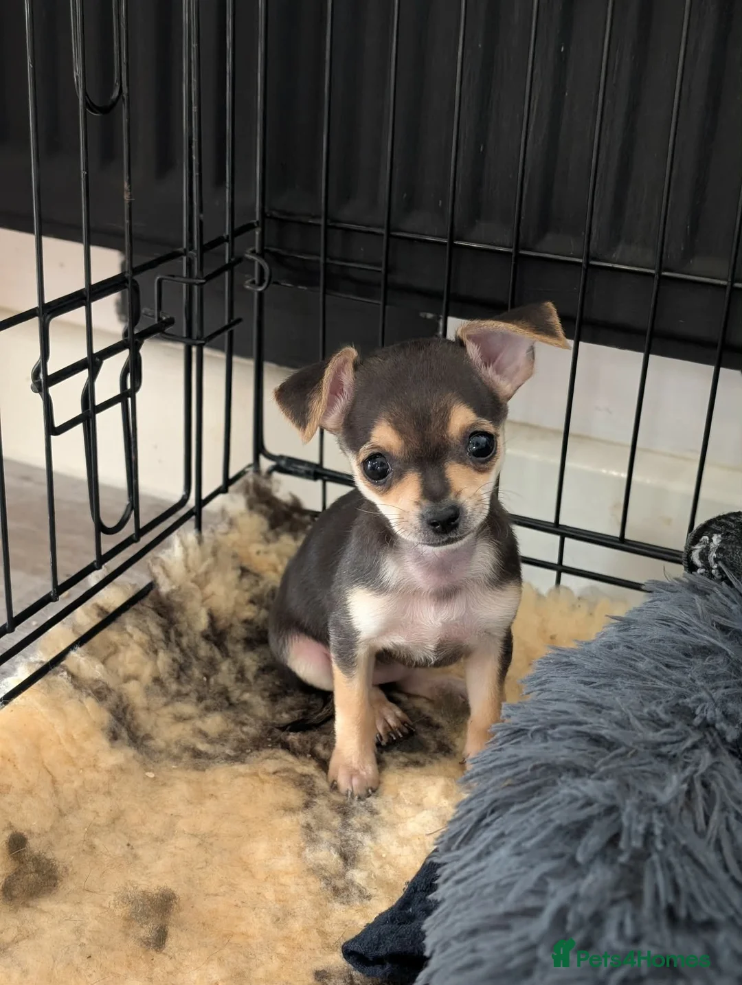 Chihuahua dogs for sale: Chihauhau puppies - Advert 2