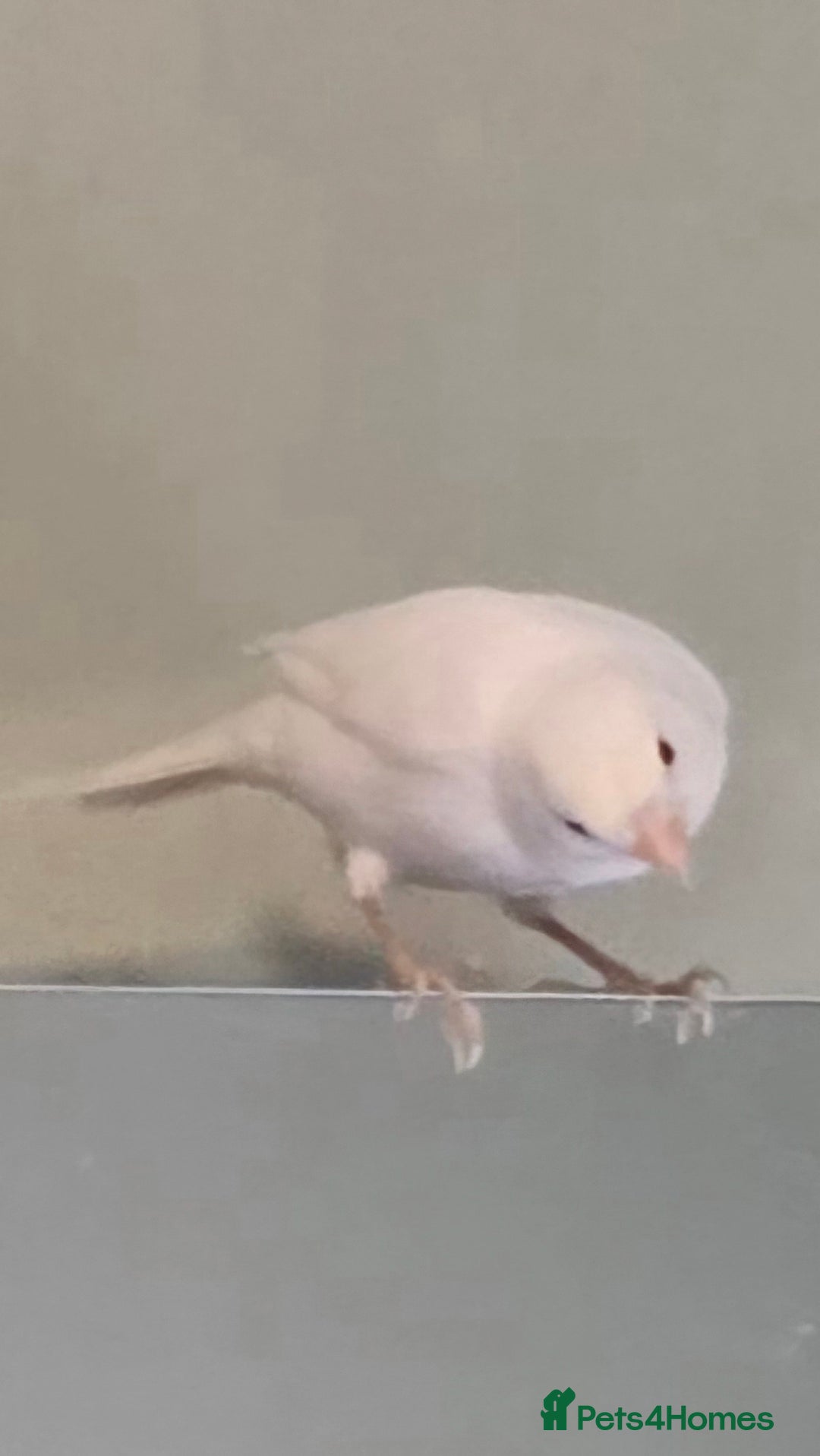 Canaries birds for sale: Canaries  - Advert 10